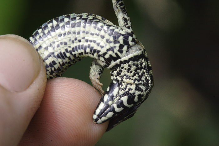 Wall Lizard (Podarcis muralis)